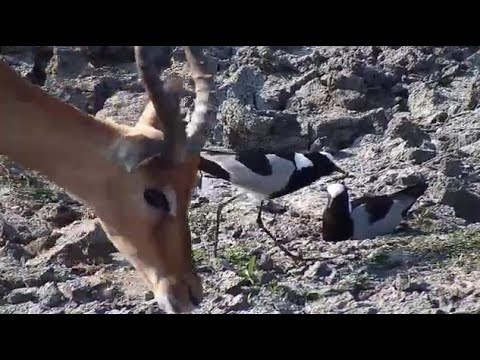 Djuma: Blacksmith Lapwings protecting nest as Impala gets near - 15:07 - 08/27/20