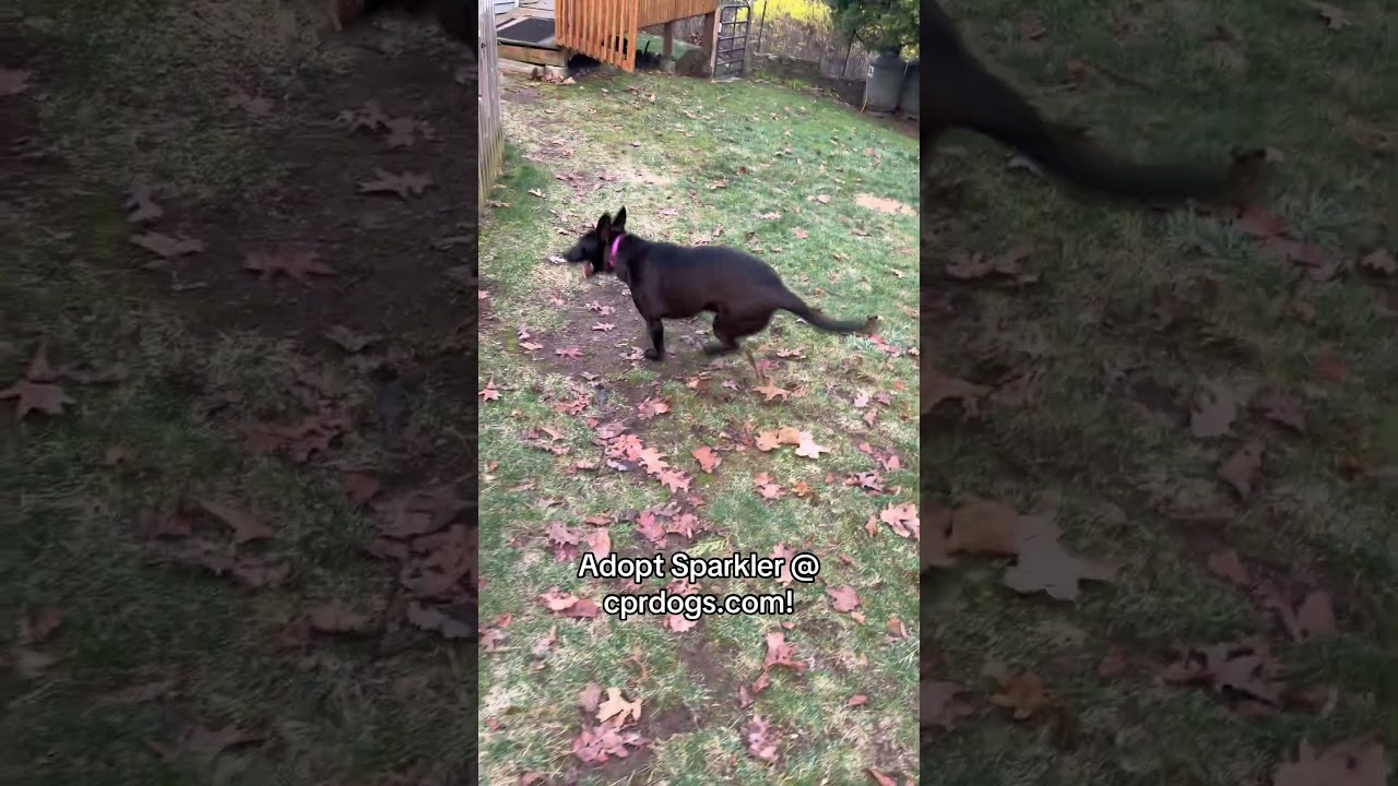 Enlarge Sparkler, an adoptable mixed breed in Watertown, CT video 4/6