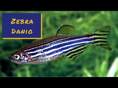 Zebra Danio - Profile and Care Guide
