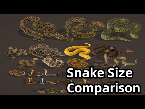 Snake Size Comparison