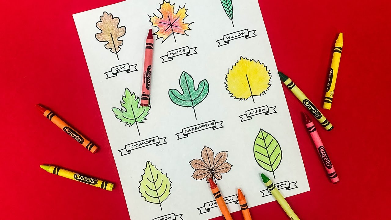 A Free Printable Leaf Activity Kit