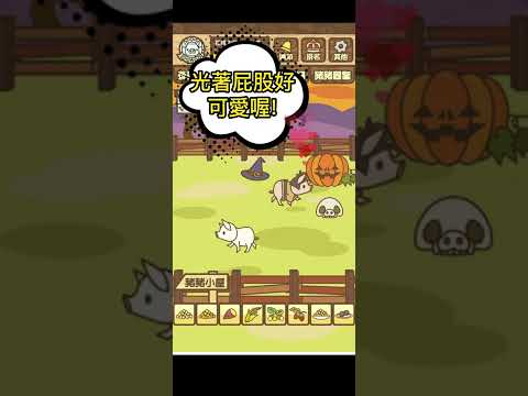 武士豬配種