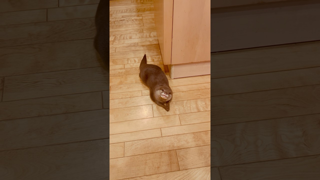 キッチンにいたずらしにきたカワウソきなこ😂