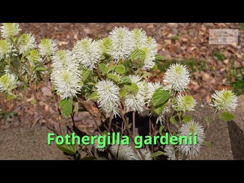 download lagu mp3 mp4 Fothergilla X Intermedia Blue Shadow, download lagu Fothergilla X Intermedia Blue Shadow gratis, unduh video klip Fothergilla X Intermedia Blue Shadow
