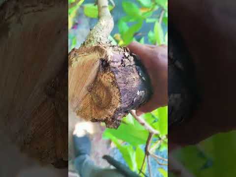 Tratamento Contra Fungos em Jambeiro – Serviço Especializado SVGarden | Salvador, Lauro de Freitas