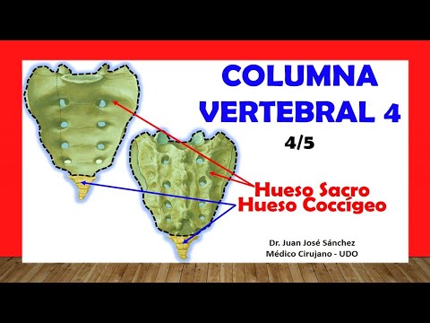 🥇 VERTEBRAL COLUMN 4/5 - (Sacral and Coccygeal Bone). Easy and simple