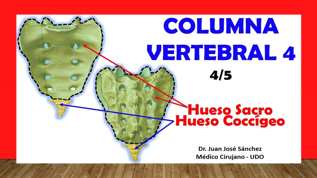🥇 VERTEBRAL COLUMN 4/5 - (Sacral and Coccygeal Bone). Easy and simple