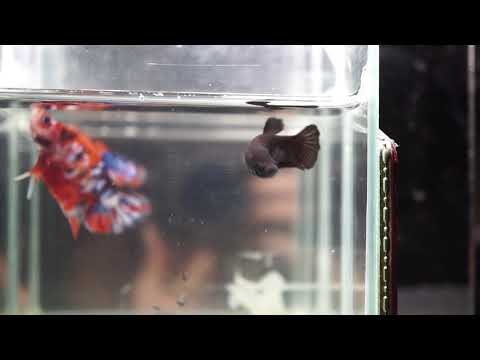 P041/P096 Fancy Solid Black HMPK (Halfmoon Plakat) Pair (2)