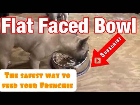 Flat Faced Feeding Bowl for French Bulldog