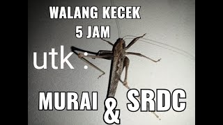 Download lagu Suara belalang kecek // masteran murai , srdc, cendet, Kacer, cucak ijo mp3