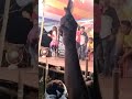 Arkestra Video Hot Girl Dance Dance Arkestra Video