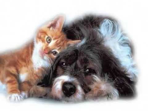 Ornella Vanoni   L appuntamento / Carmen Consoli