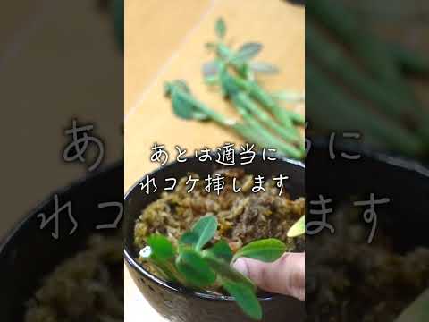 園芸 ユーフォルビアクッション