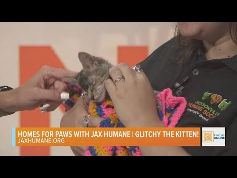 Homes for Paws: Meet Glitchy! - YouTube
