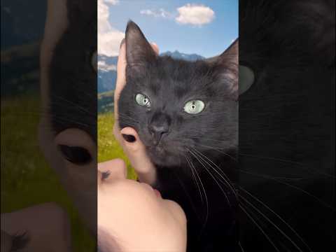 No matter what… forever my love 🖤 #cats #cat #celeno