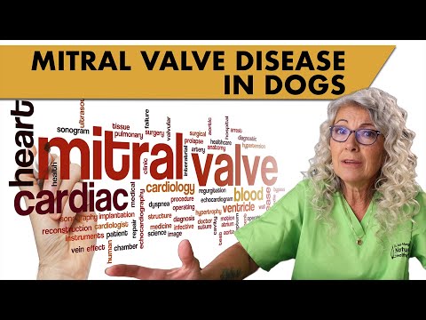 Mitral Valve Disease in Dogs: Signs, Causes & Treatment - VOSD