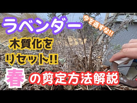 ラベンダーを剪定するときに避けるべき間違いは何ですか？復号化  庭園