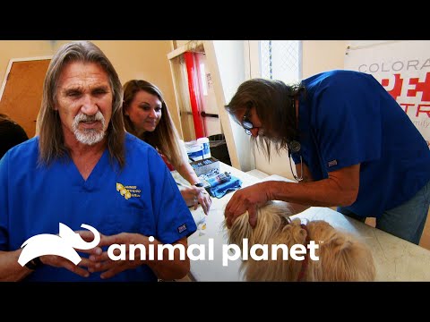 Dr. Jeff faz trabalho solidário no dia de folga | Veterinário das Montanhas | Animal Planet Brasil