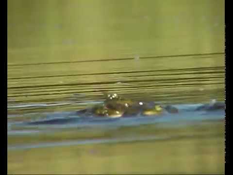 Bastaardkikker en Meerkikker Rana esculenta R.ridibunda