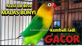 Download lagu Atasi Lovebird BISU MALAS BUNYI Kembali GACOR Dengan Suara Pancingan Lovebird Ngekek Panjang ini mp3 Download lagu Atasi Lovebird BISU MALAS BUNYI Kembali GACOR Dengan Suara Pancingan Lovebird Ngekek Panjang ini mp3