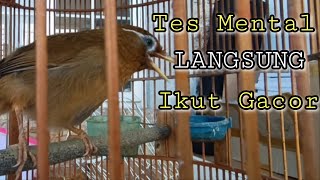 Download lagu WAMBI GACOR FULL ISIAN SUARA JERNIH mp3 Download lagu WAMBI GACOR FULL ISIAN SUARA JERNIH mp3