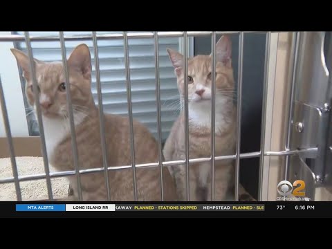NYC animal care shelters seeing more surrendered pets than usual