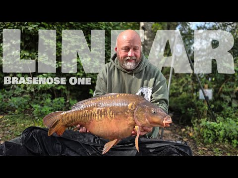 LINEAR B1 - Karpfenangeln 2025