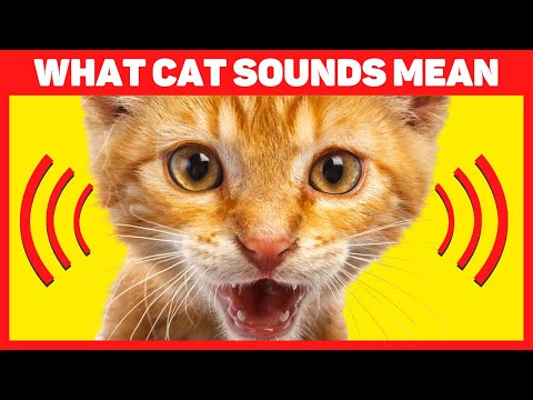 Sounds Cats Make and What They Mean 🔊🐱💬