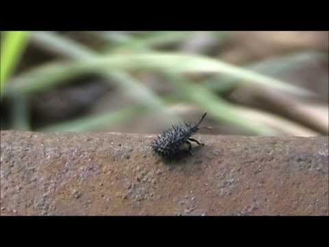 Blattkäfer leafbeetles on railroad - april 2011 (Chrysomelidae)