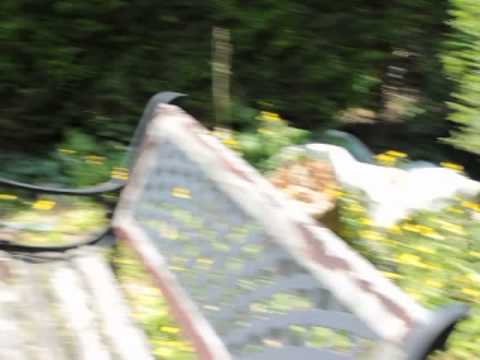 jardin maison hellemmes