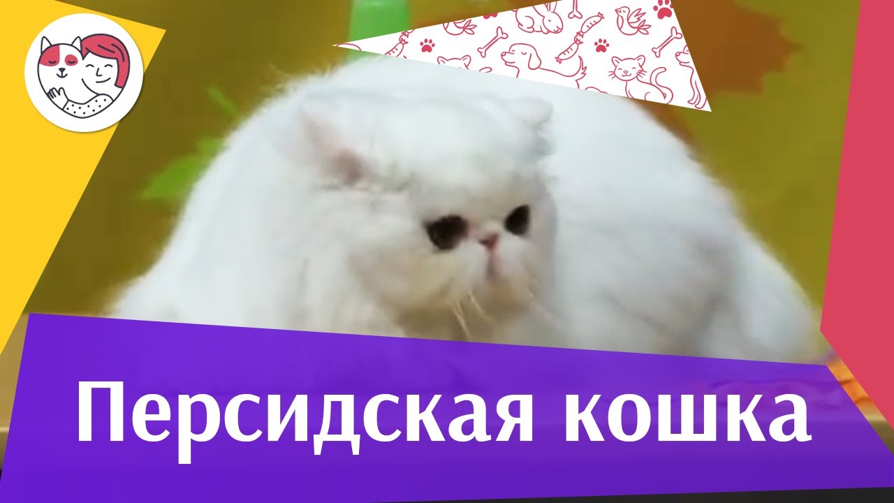 Персидская кошка на ilike.pet