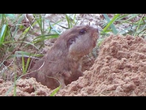 Tuco-Tuco Cavando 🐭