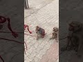 Monkey Rani Ka Dance Monkeycare Bandar Ka Khel
