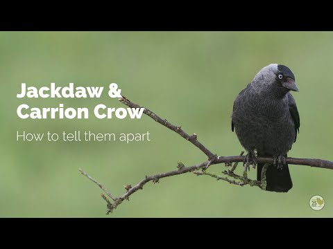 BTO Garden BirdWatch - Telling apart Jackdaw and Carrion Crow