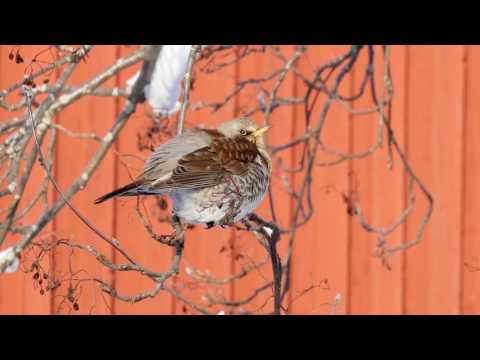 Fågel i rönnbörsträdet