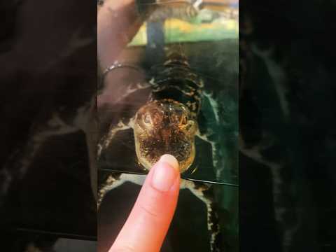 I must Boop the baby snoot and pat the tummy 💕🐊 #babyanimals #animalshorts #shorts