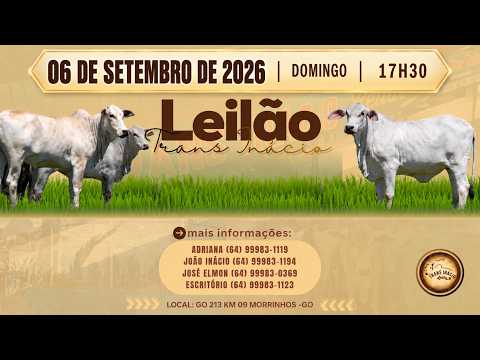 Leilão de Gado em MORRINHOS-GO, 06/09/2026  TransInácio Leilão - 17:45 Hs - Presencial e virtual.