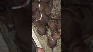 Redbone Coonhound Puppies Videos