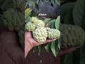 Vivasayam Pidikkuma ️ Vivasayam Custardapple Agiculture Farming Tamil Trending Fruit Virl Shorts O