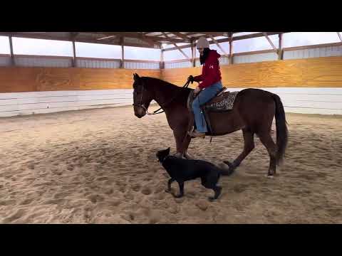 Horsing Around With "Fia" At The Barn