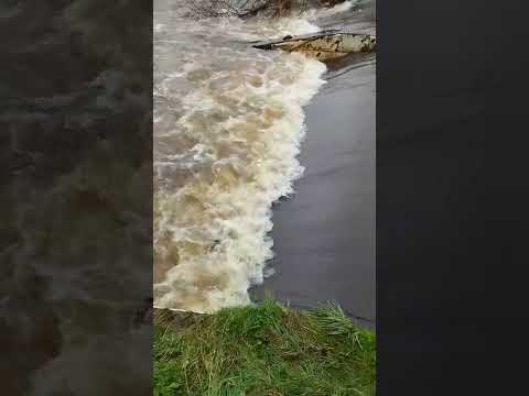 Fine run of spring fish passing the counter on the River Maine lol
