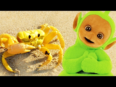 Teletubbies: Digging In Sand - Crabs | 134 | Cartoons for Kids | Kids Show