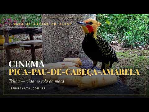 Pássaro no comedouro em close — Cinema Bate-Asas, Mata Atlântica, Santa Teresa ES