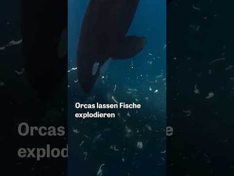 Video Thumbnail: Warum Orcas tote Fische platzen lassen