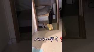 #ミニチュアダックスフンド #犬 #犬のいる暮らし #犬のいる生活 #犬動画 #犬好き #いぬ #いぬのいる生活 #かわいい#大好き#チャコ#アン#ペット#dog