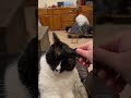 Tuxedo Cat Purring From Face Head Petting Bliss June 2025