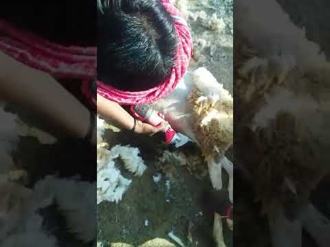 Kshama electric shearing clipping machine, for animal groomi...