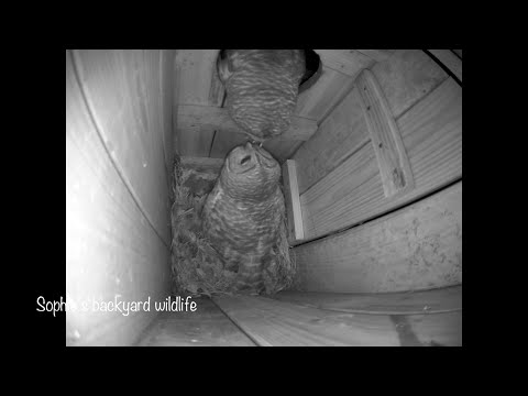 Barred owl nest with sound - Highlights, March10-11 2021