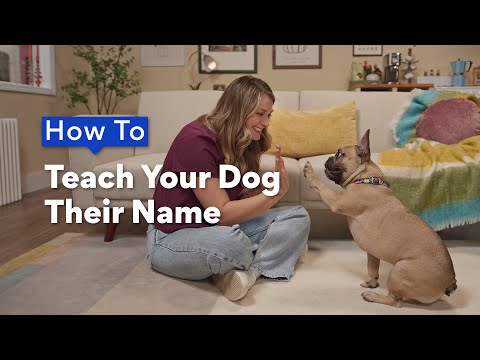 How To Teach Your Dog Their Name | Chewtorials
