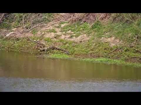 Djuma: Grey Heron, Green-backed Heron and Monitor Lizard - 15:20 -  10/21/20